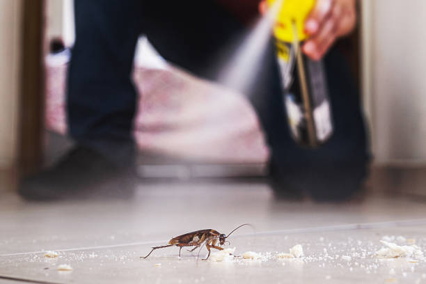 Professional Pest Control in Town Line, NY